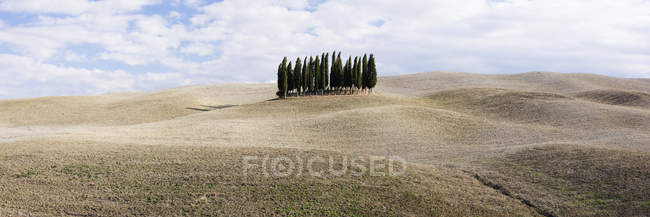Кипариси дерев в середині рухомого ландшафту, Сан-Кіксіс-Дорсія, Тоскана, Італія, Європа — стокове фото