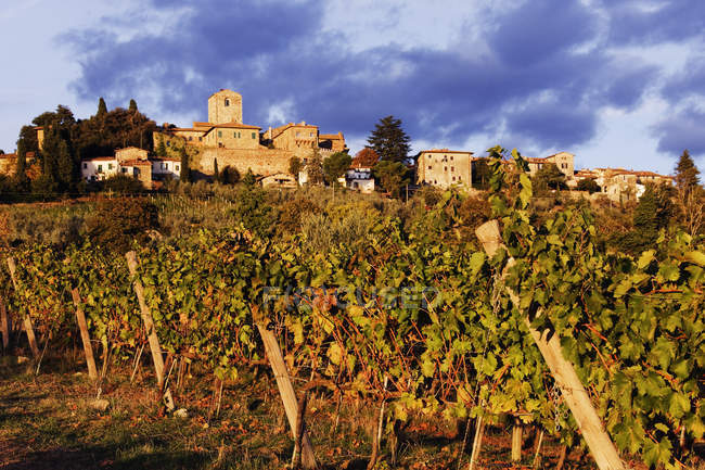 Cultivo de plantas vitivinícolas a la luz del sol en Toscana, Italia, Europa - foto de stock