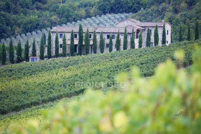 Casale in pietra e vigneto verde in Italia, Europa — Foto stock