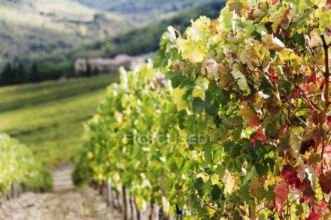 Filas de vid en viñedo en Italia, Europa - foto de stock