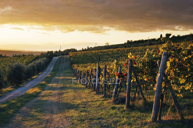 Дорога через сельские виноградники в Италии, Европе — стоковое фото