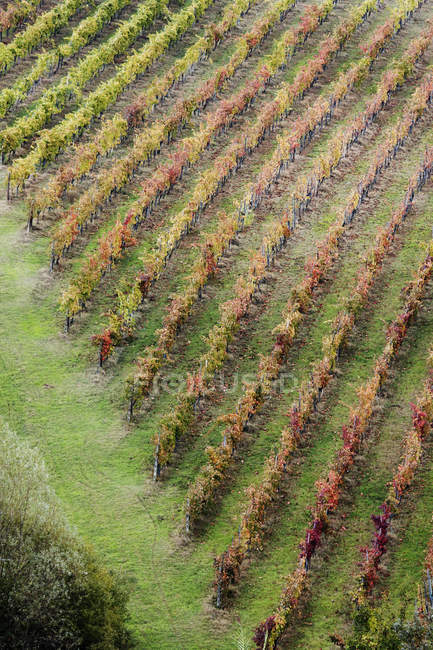Aerial view of vineyard plants in Tuscany, Italy, Europe — Stock Photo