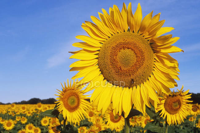 Nahaufnahme von Sonnenblumen im Feld, South Dakota, Vereinigte Staaten — Stockfoto