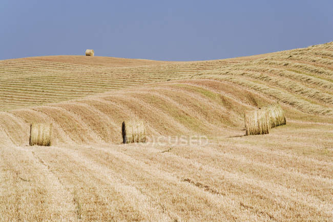 Harvested hay bales in field in Tuscany, Italy, Europe — Stock Photo