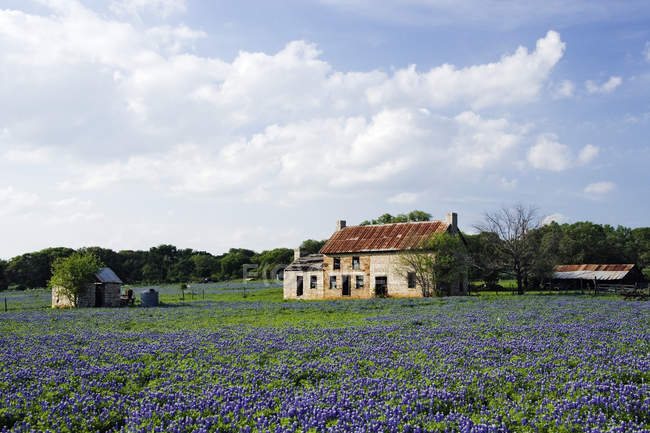 Abandoned stone cottage in field of bluebonnets in Marble Falls, Texas, USA — Stock Photo