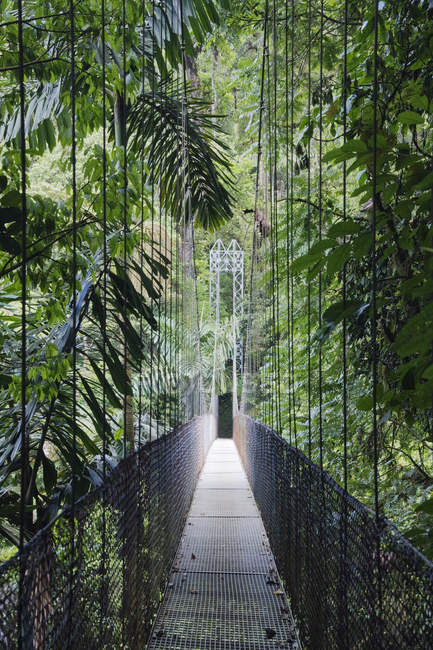 Passo a passo na exuberante e verde floresta tropical da Costa Rica — Fotografia de Stock