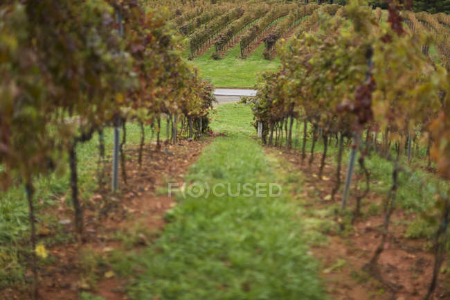 Reihen von Weinreben wachsen in charlolette, virginia, usa — Stockfoto