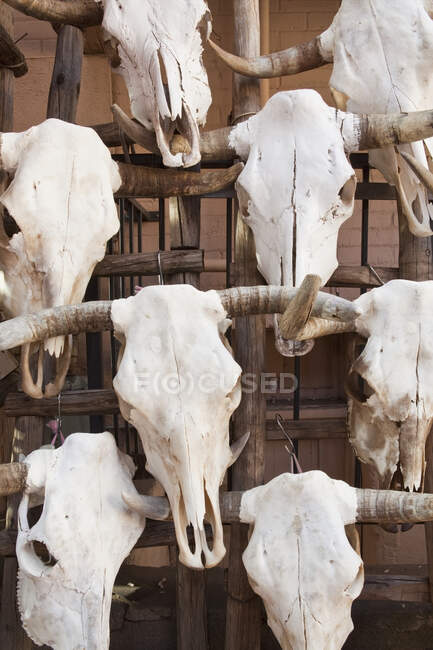 Caveiras de vaca penduradas na parede de madeira — Fotografia de Stock