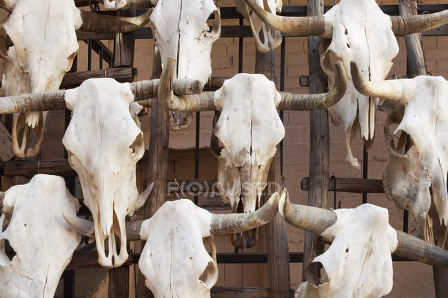 Закрытие черепов быков с рогами, Санта-Фе, Нью-Мексико, Соединенные Штаты — стоковое фото