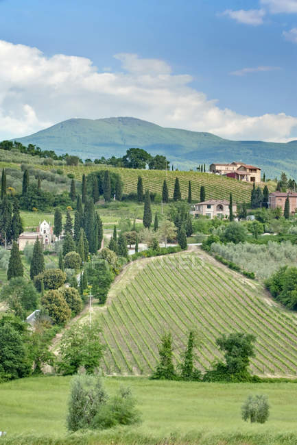 Виноградник на сільському схилі в Тоскані, Італія, Європа — стокове фото