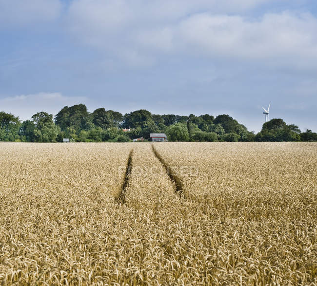 Життєве поле з тракторами в сільській місцевості — стокове фото