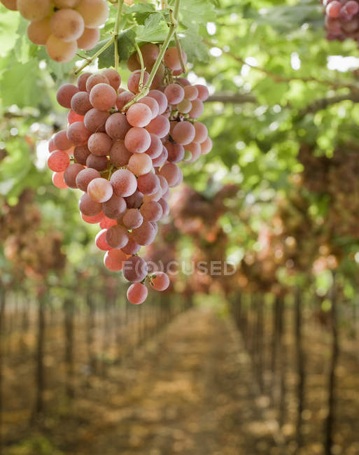 Reife rote Trauben an Weinreben im Weinberg, Nahaufnahme — Stockfoto