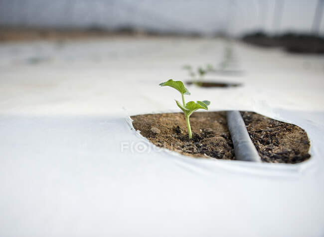Plantear el crecimiento en una casa verde, vista cercana - foto de stock