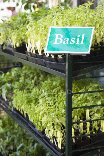 Вид крупним планом на зелені рослини базиліка, що ростуть в горщиках — стокове фото