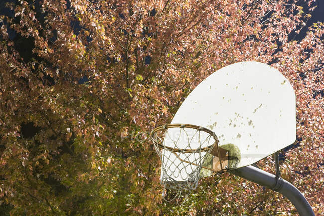 Баскетбольне кільце та гілки дерев з листям, низький кут зору — стокове фото