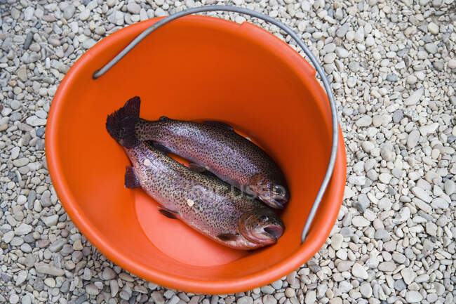 Rainbow Trouts in Bucket on Stones, high angle view — стокове фото