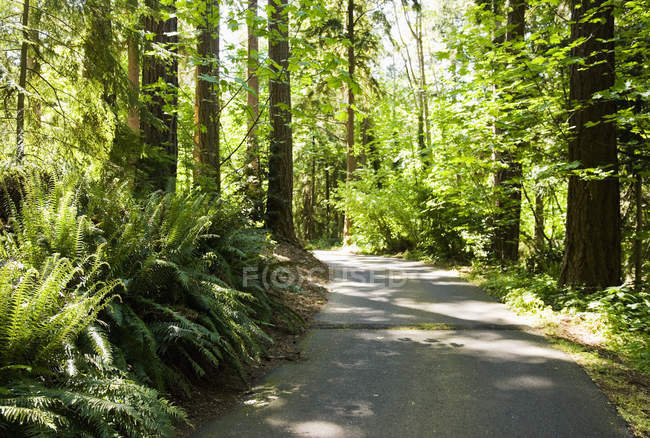 Strada nella foresta soleggiata con felci e piante alla luce del sole
. — Foto stock