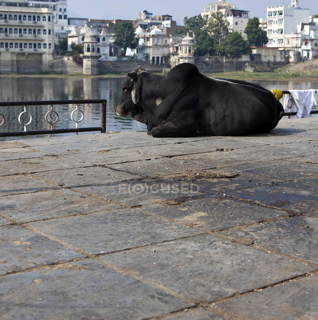 Vacca sacra in balneazione a Ghat Udaipur, Rajasthan, India — Foto stock