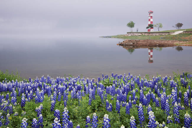 Blue bonnets overlooking beach with lighthouse building — Stock Photo