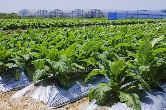 Reihen von tabakpflanzen wachsen in farm in japan — Stockfoto