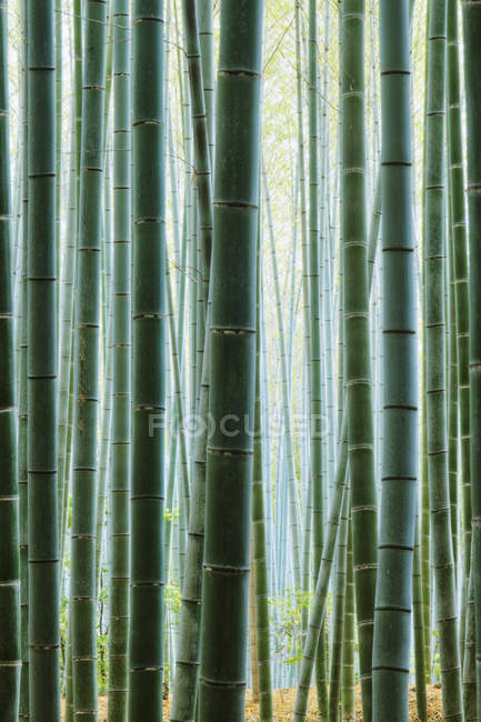 Dettaglio di steli di bambù nella foresta di Kyoto, Giappone — Foto stock