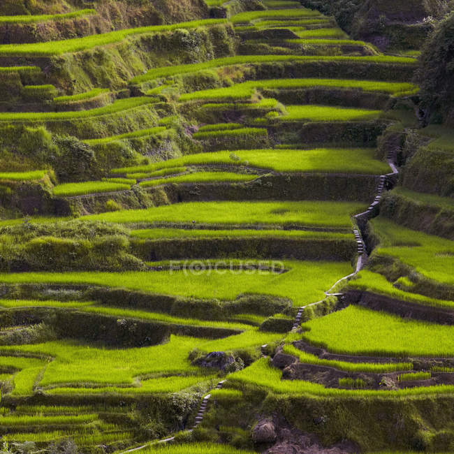 Рисовые террасы в Банауэ, провинция Ифугао, Филиппины, Азия — стоковое фото