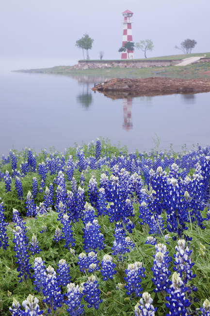Blue bonnets on beach with lighthouse in distance — Stock Photo