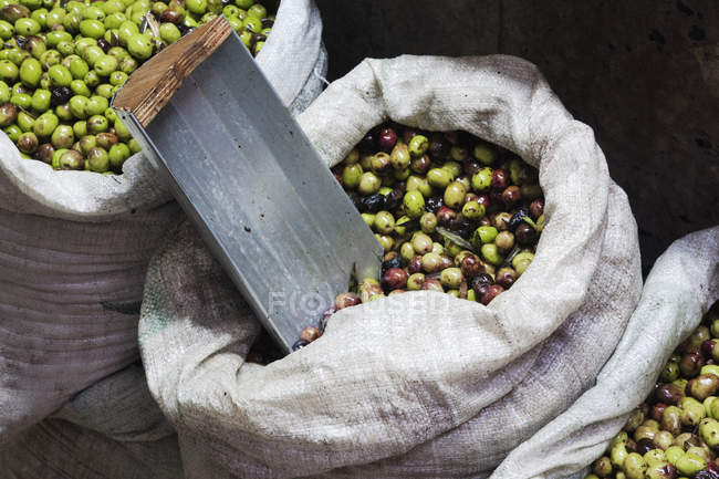 Green olives for sale in sacks on market — Stock Photo