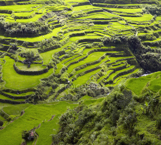 Вид з повітря з терасові рисові поля, Банауе, Інфугао провінція, Філіппіни — стокове фото