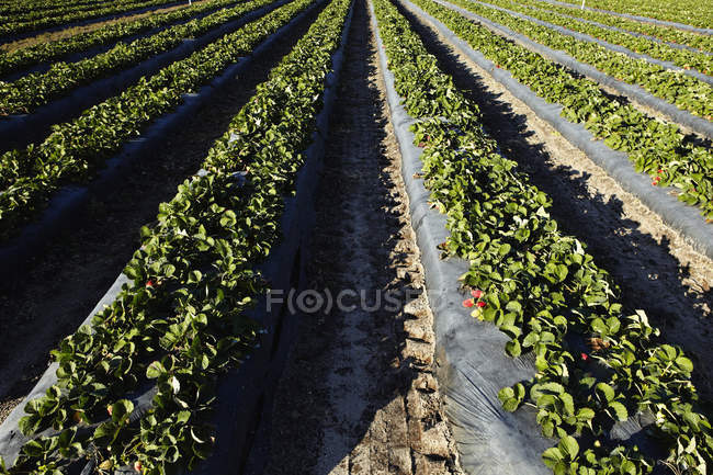 Fraises prêtes pour la récolte dans un jardin ensoleillé — Photo de stock