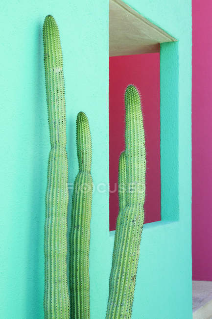 Cacti plantas ao lado de parede colorida — Fotografia de Stock