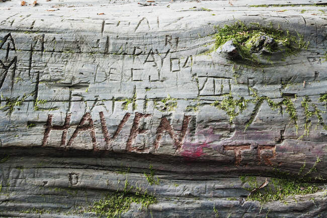Closes up of names carved in redwood log — Stock Photo