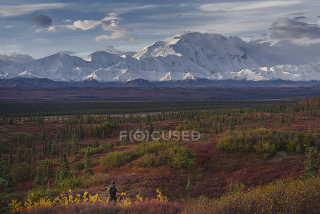 Male hiker admiring scenic view of mountain range, Denali National Park, Alaska, USA — Stock Photo