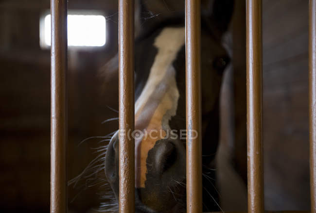 Крупный план лошадиной морды в фермерском киоске — стоковое фото