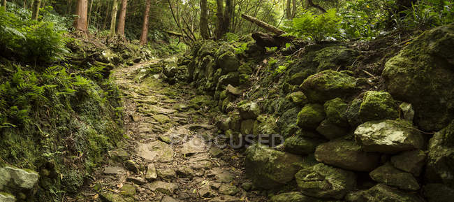 Feldweg im üppigen Wald mit moosbewachsenen Felsen — Stockfoto