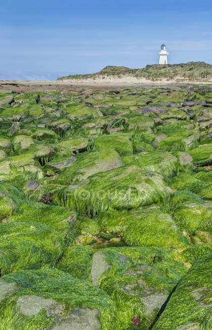 Algas cobrindo rochas na praia, Waipapa, Catlins, Nova Zelândia — Fotografia de Stock