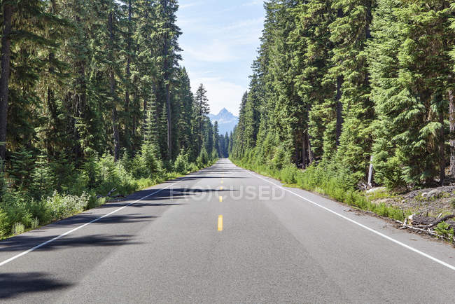 Evergreen trees lining open road, Cascade mountains, Washington, EUA — Fotografia de Stock