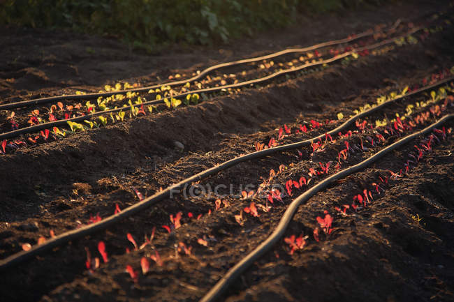Semis poussant dans les champs cultivés en rangs — Photo de stock