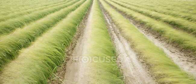 Grama de íris alta crescendo no campo de cultivo no campo — Fotografia de Stock