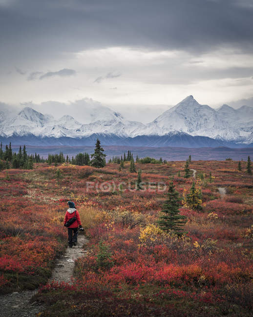 Senderismo femenino en prado otoñal cerca de montañas, Parque Nacional Denali, Alaska, EE.UU. - foto de stock