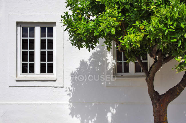Дерево растет за пределами белого дома в деревне — стоковое фото