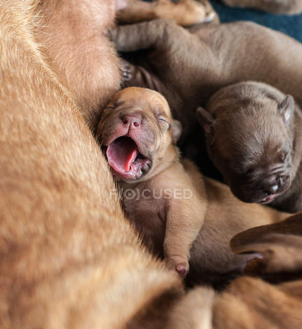 Close-up of yawning newborn puppies laying with parent dog — Stock Photo