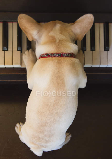 Close-up of French bulldog puppy playing piano — Stock Photo