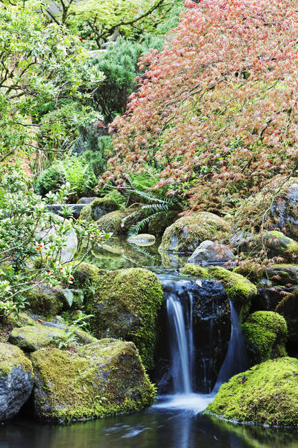 Rocky Creek and still pond water, Portland, Oregon, Estados Unidos - foto de stock