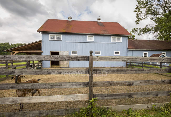 Cabra em caneta na fazenda com fazenda no campo — Fotografia de Stock