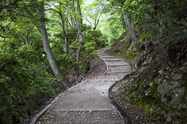 Извилистая деревянная тропа в японском лесу с древними деревьями — стоковое фото