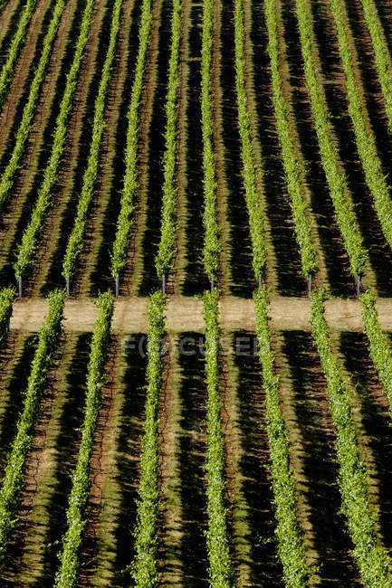 Вид с воздуха на ферму Три — стоковое фото