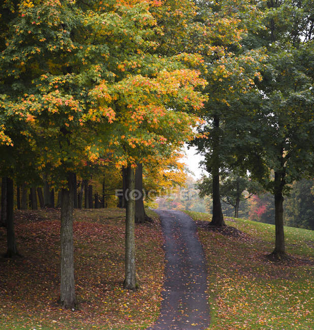 Chemin entre les arbres et les feuilles d'automne — Photo de stock