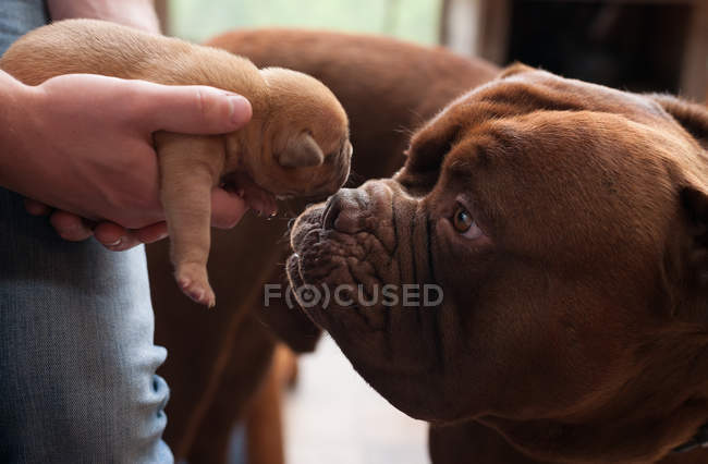 Close-up of dog sniffing puppy in person hands — Stock Photo