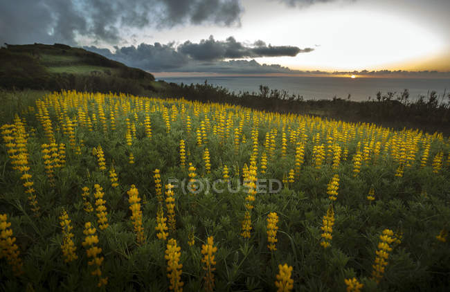 Field of flowers on rural hillside at sunset — Stock Photo